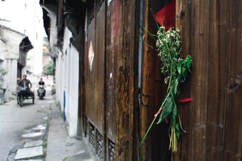 挂菖蒲高清