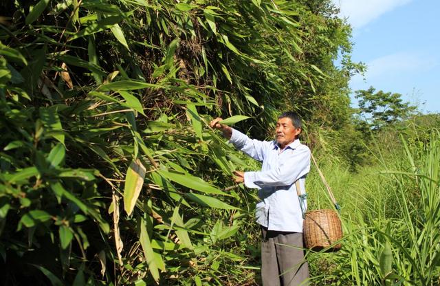 留守老人采空十座山,只为一片客家粽叶"飞"出贫困县