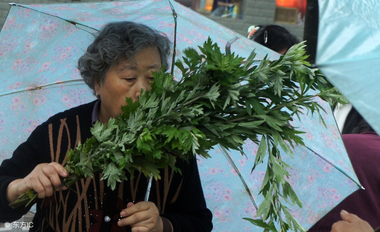 艾草与中国人的生活有着密切的关系,每至端午节之际,人们总是将艾置于