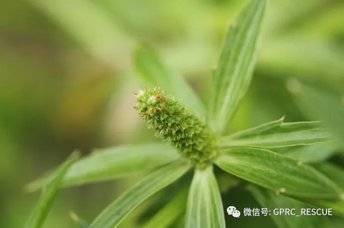 【户外知识】中国常见野菜及其食用-(85)刺芹(洋芫茜,山芫荽)