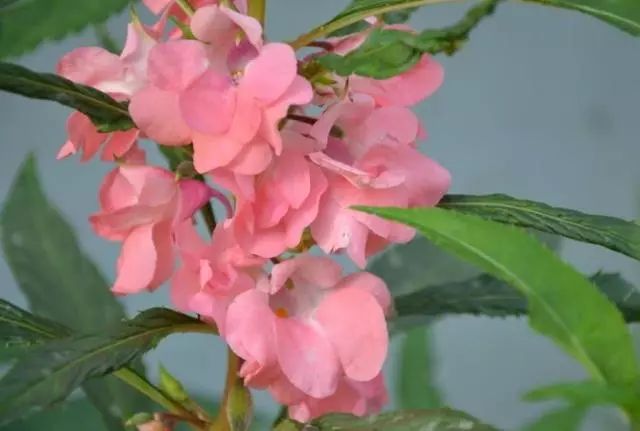 图片来自网络文字作者:陌悠然指甲花开凤仙花,别名:指甲花,急性子