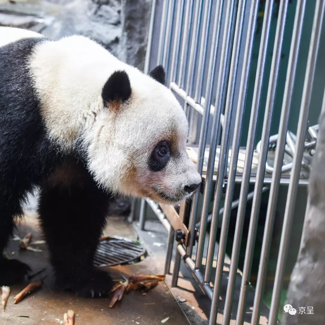 犀牛樱桃猜成语_樱桃小丸子图片(2)