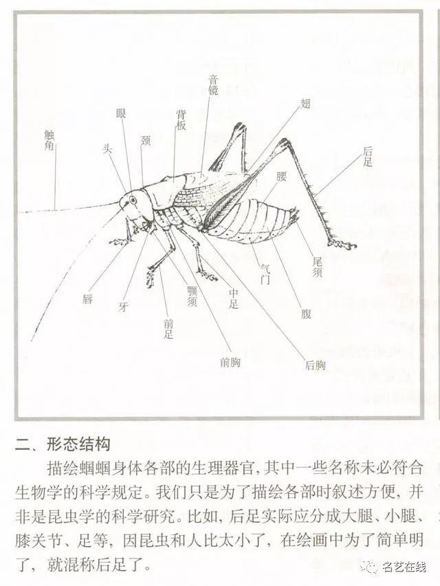 国画技法蝈蝈的工笔及写意画法