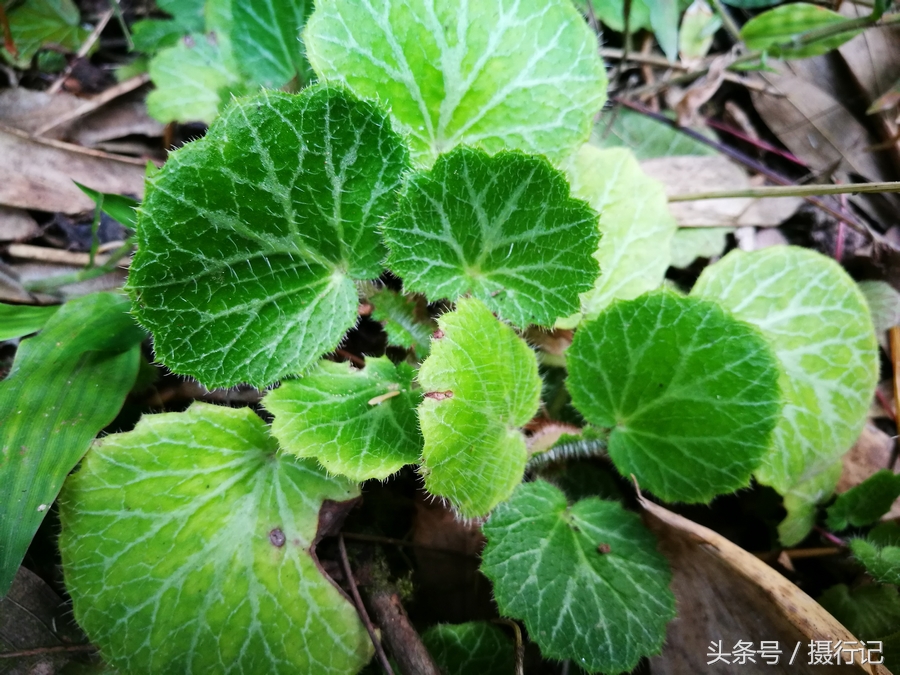 乡间的虎耳草又名老虎耳城里用来做盆景农村用来做药材