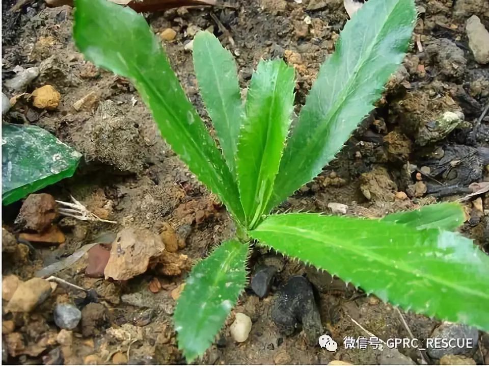 户外知识中国常见野菜及其食用85刺芹洋芫茜山芫荽