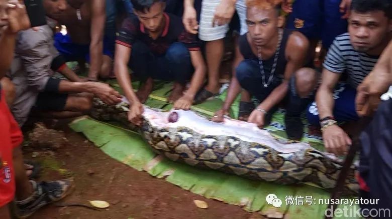 (联合早报讯)在印度尼西亚东部苏拉威西,一名妇女在菜园里被巨蟒吞噬.