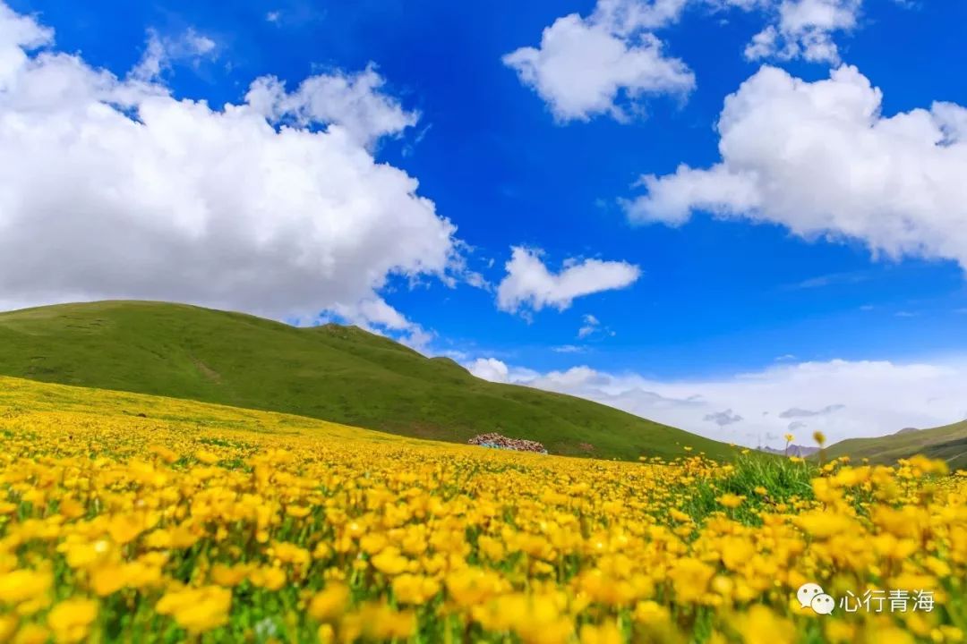 青海的花花世界,你见过多少