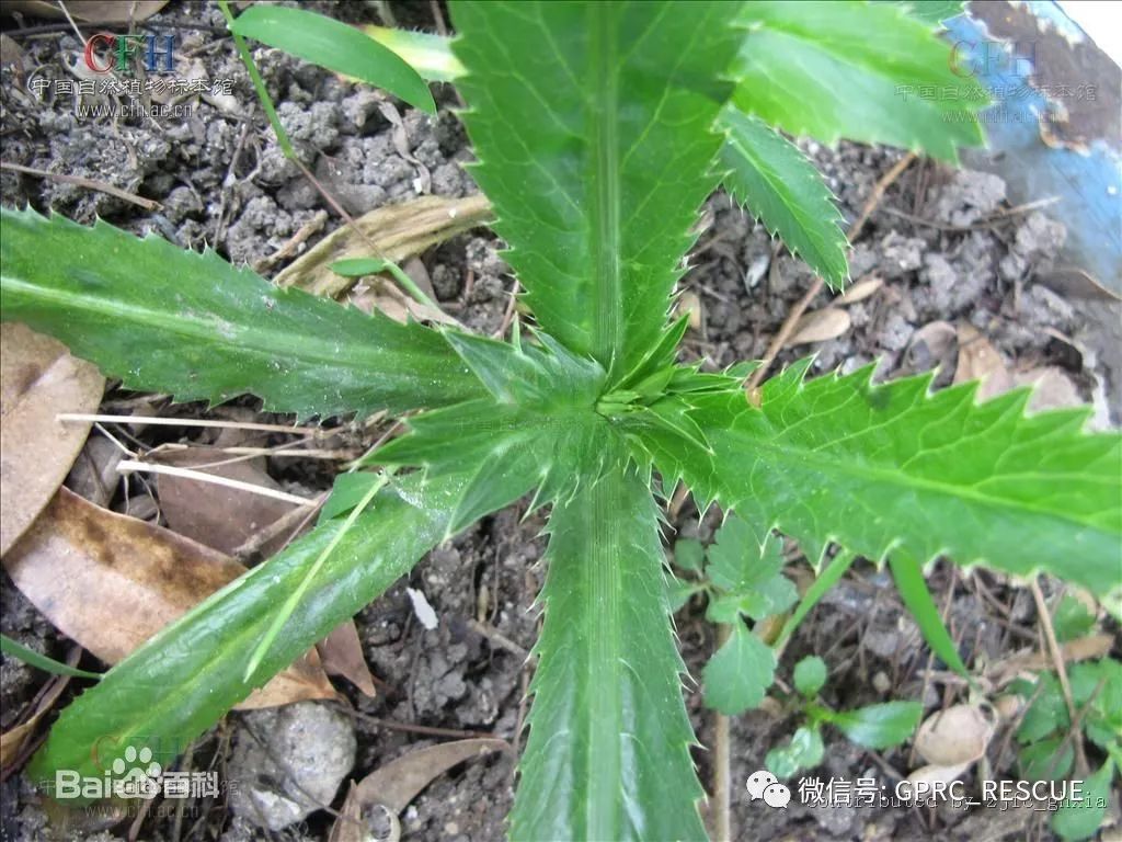 户外知识中国常见野菜及其食用85刺芹洋芫茜山芫荽