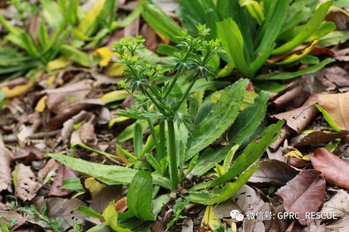 户外知识中国常见野菜及其食用85刺芹洋芫茜山芫荽