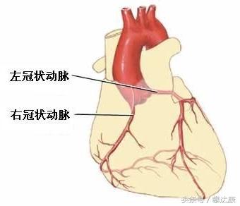 心脏外面包裹着一层血管网,是给心脏供血的,叫做冠状动脉