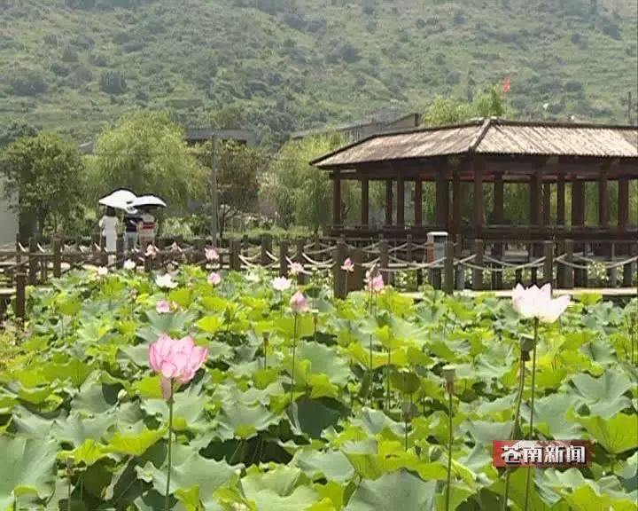 马站棋盘村荷花盛开惹人醉