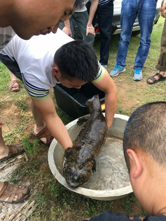 梓潼 市民误捕"娃娃鱼"自觉放归大自然