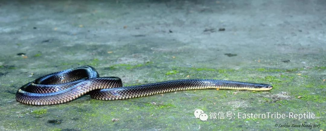 【东邪图鉴】亚洲陆生蛇类--bungarus 环蛇属