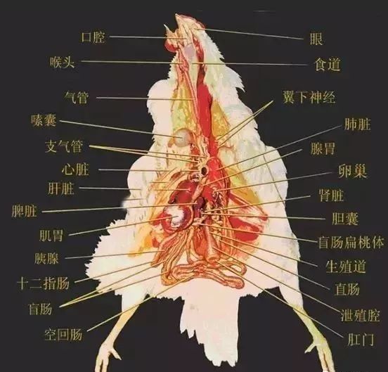 养鸡技术解剖确诊鸡病这三个器官很重要