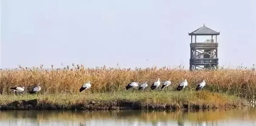 盐城黄海湿地申报世遗项目能最后成 