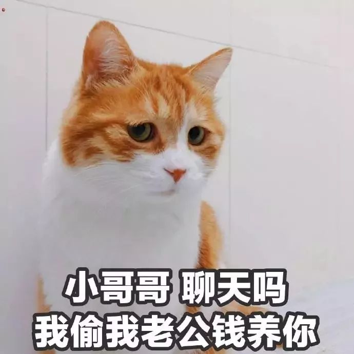 猫咪表情包丨你是要讲道理,还是要我?