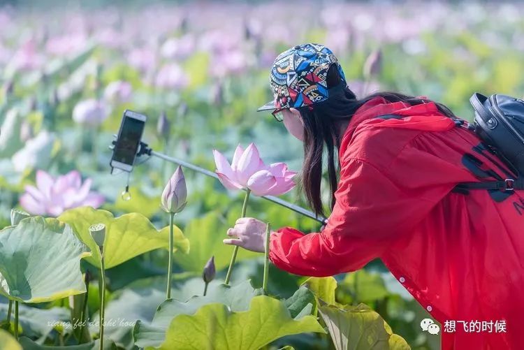 汉中六一千亩荷塘荷花绽放,已成为新晋拍照圣地!