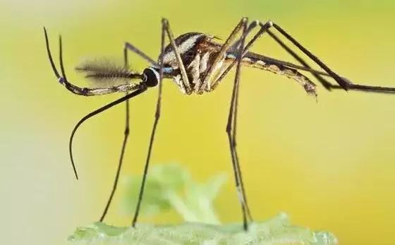 巨蚊不但不吸血,还是灭蚊的得力助手:巨蚊的幼虫生活于树洞,竹筒的