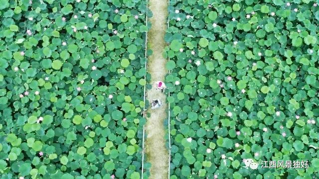 莲花三板桥有多少人口_连州三板桥规划图(2)