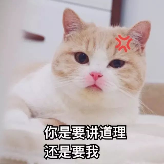 猫咪表情包丨你是要讲道理,还是要我?