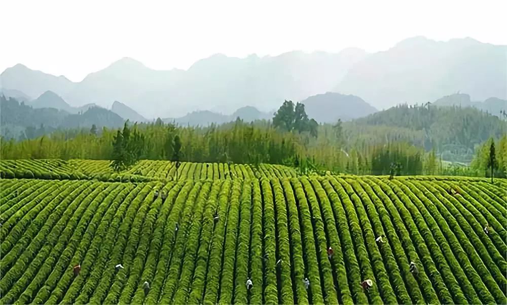 【茶知识小课堂】中国的四大产茶区分布