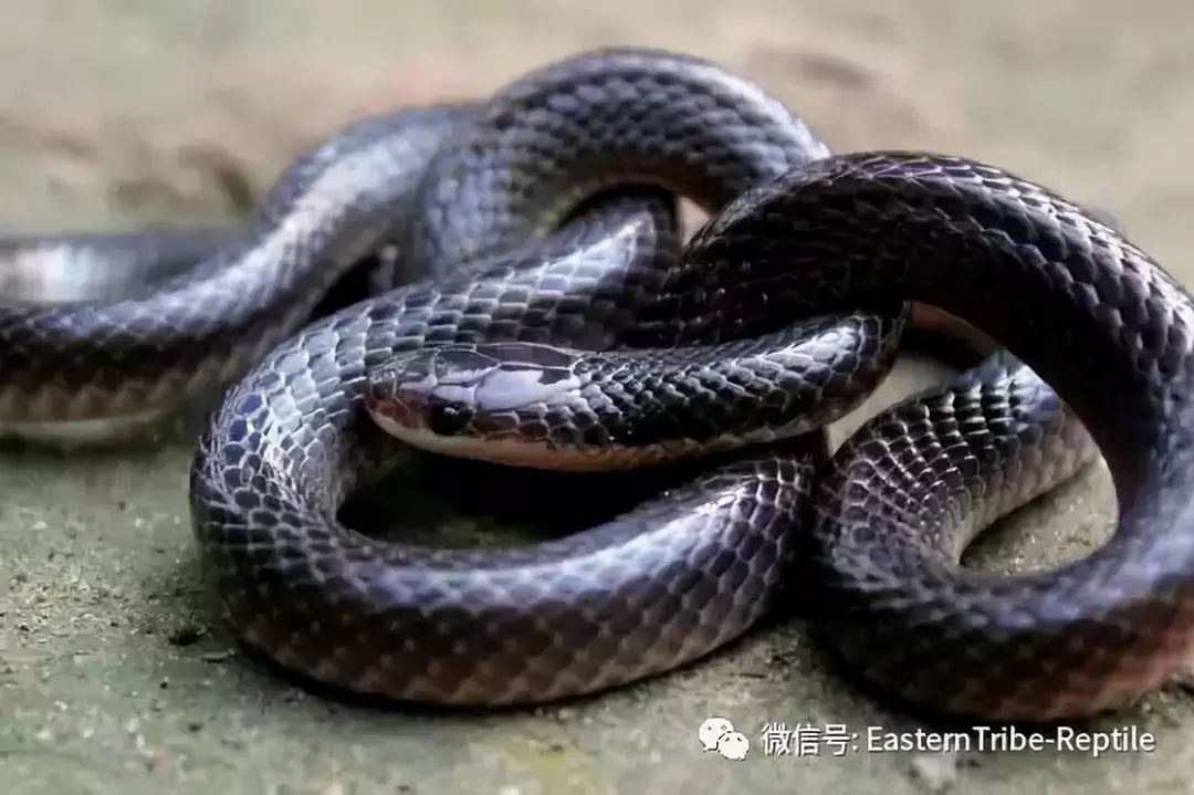 文化 正文  英文名:lesser black krait 中文名: 乌环蛇 外形特征