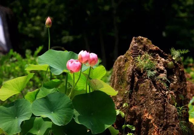 莲花人口_莲花县的人口民族