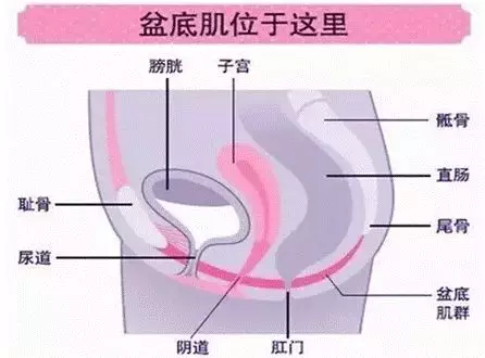 这时耻骨联合已经打开了,所以生完孩子以后,如果不做骨盆修护,骨盆很