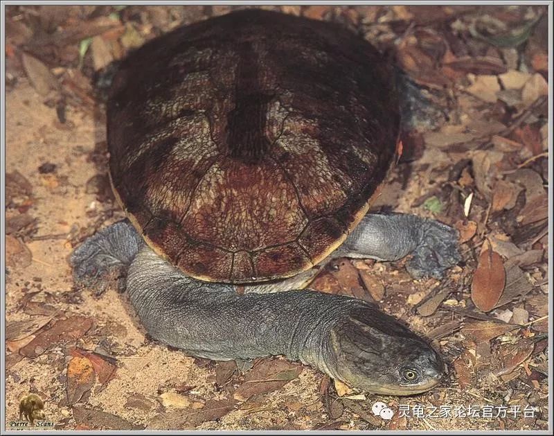 新几内亚长颈龟