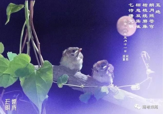 挺立沉幽梦,春来艳更芳. 苦海旭光姝,心澄欲念无.