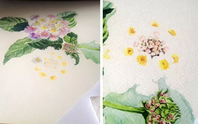 水彩画入门教程:画花卉的步骤