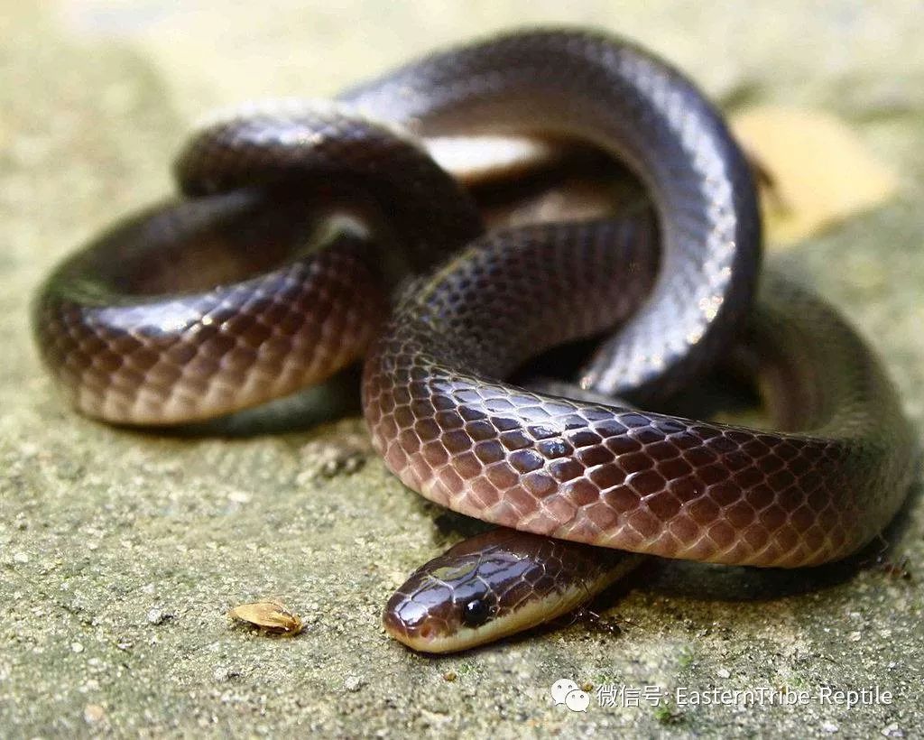 文化 正文  英文名:lesser black krait 中文名: 乌环蛇 外形特征