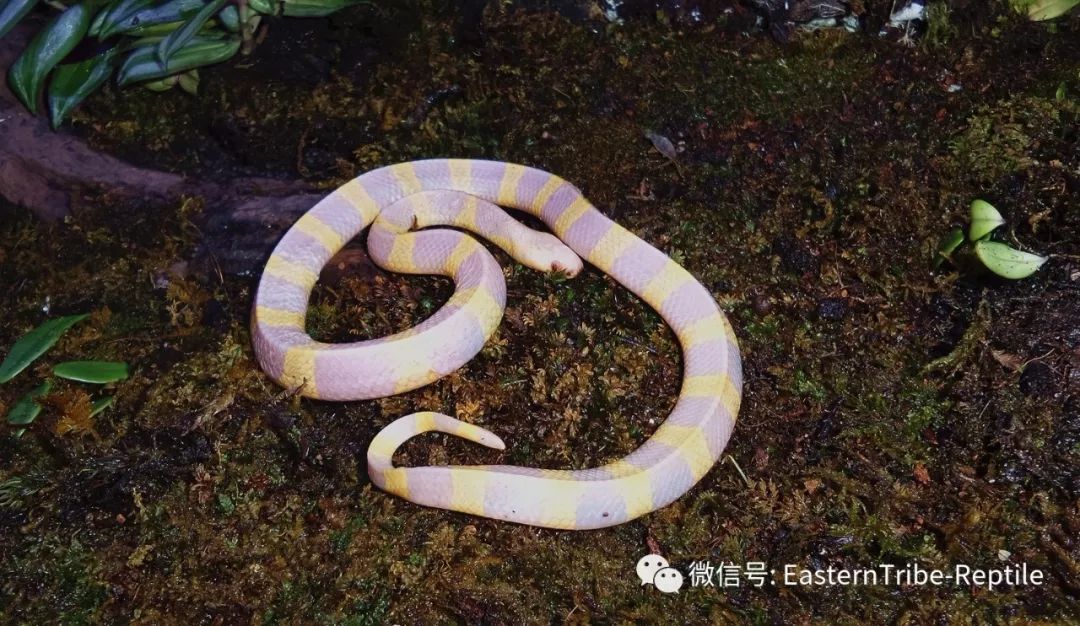 【东邪图鉴】亚洲陆生蛇类第一毒--bungarus 环蛇属