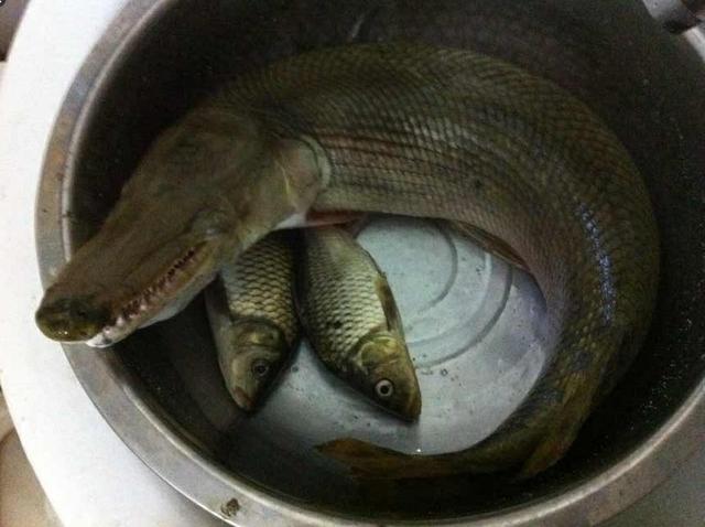 全球最毒的那条鱼,曾吃尽日本护城河,如今被美国委以