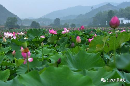 莲花县有多少人口_栩栩如生神像山 一县一品公益助农,广东陆河特色农产品青