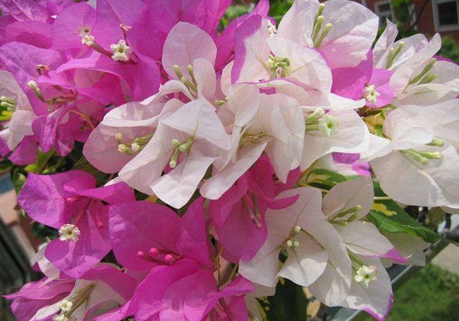 紫茉莉科:紫茉莉(懒婆娘花),叶子花(三角花),银茉莉.