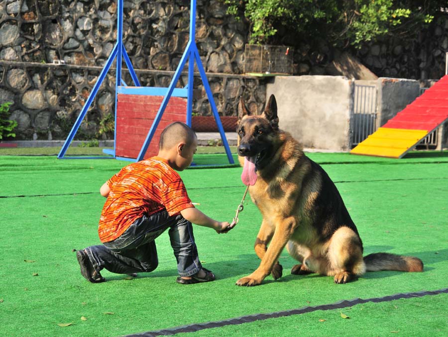 为什么中国的军警犬,非要用国外的纯种狗? 沉默中的中华田园犬