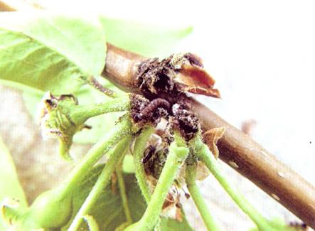 在幼虫危害果期至羽化前(麦收前),彻底摘净梨大食心虫