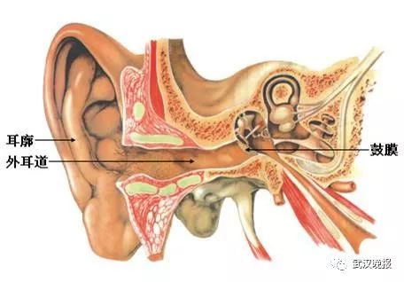 3岁孩子耳朵里藏着它,医生劝告家长不要擅自动手