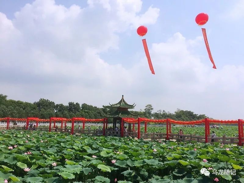 20180616骑行吴阳蛤岭村第二届荷花节