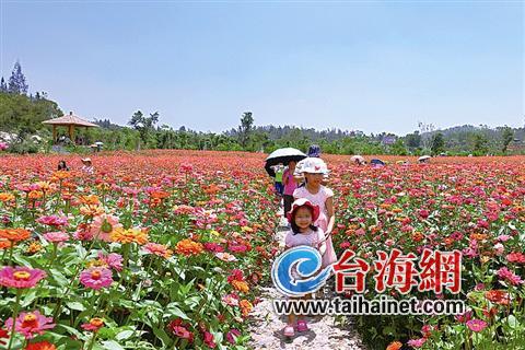 因这50亩百日草花海,厦门翔安香山再次成为热门景点.