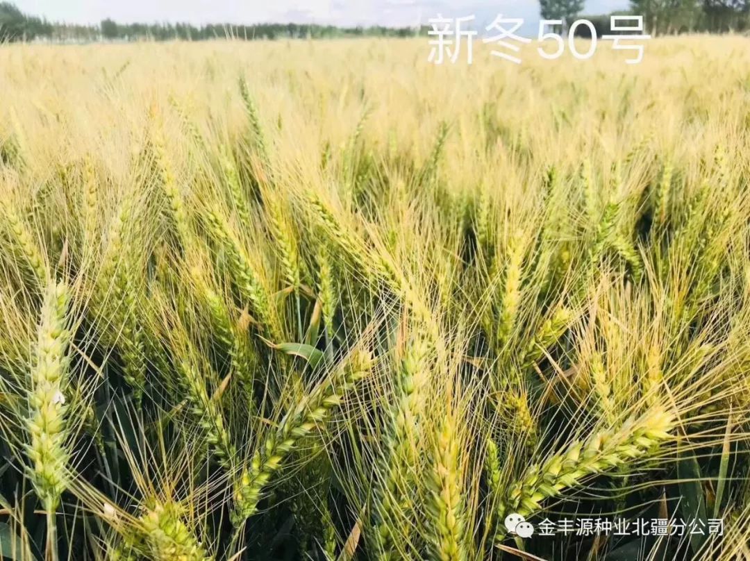 快麦收了小麦种植老板请看这里超大穗超高产超级棒的小麦品种新冬50