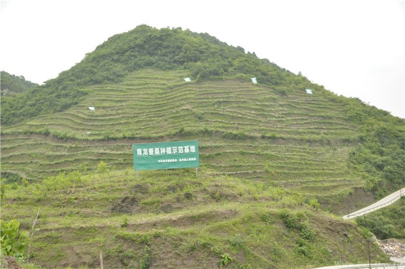 (李敏 记者 岳东)6月19日,记者来到泸州古蔺县皇华镇石鹅村二组的陈西