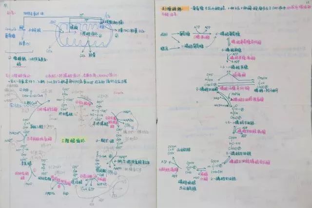 金丰辉自学时做的三羧酸循环笔记