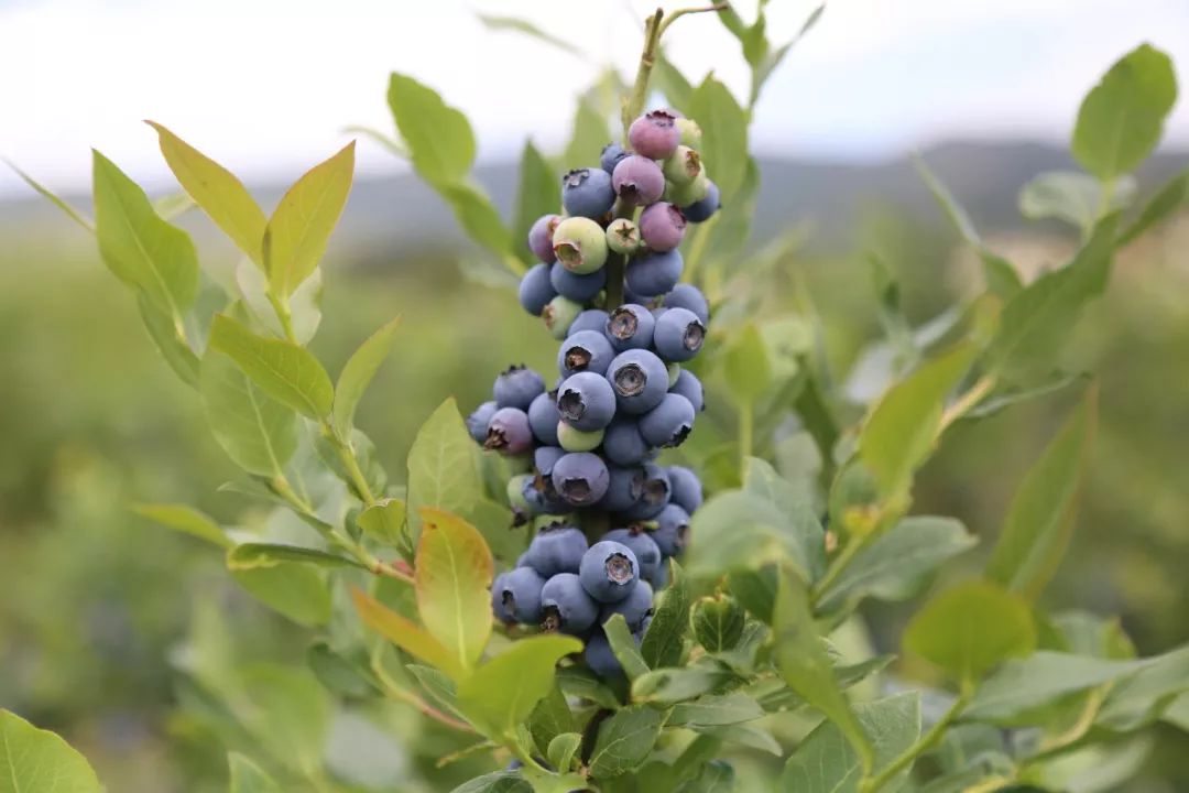 端午小长假:马树蓝莓种植基地迎来采摘游客