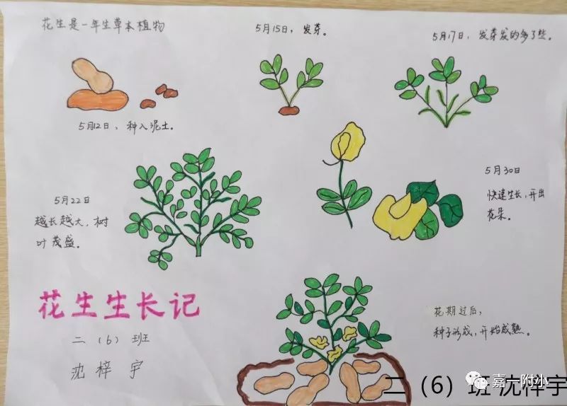 观察其生长过程中各个阶段的形态特征,并用图画,文字等多种形式记录