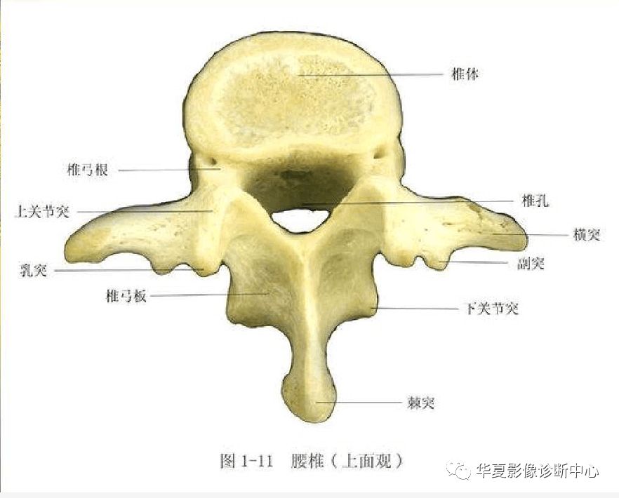 骨科医生必备—超实用的骨解剖图