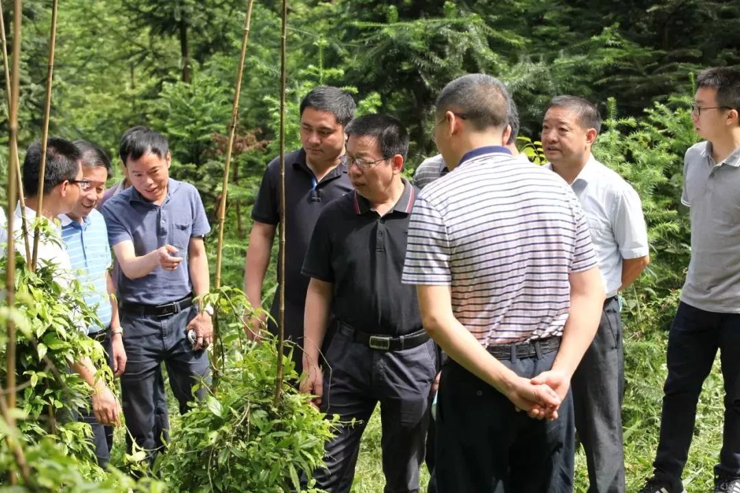 福建省林业厅厅长陈照瑜赴龙岩调研