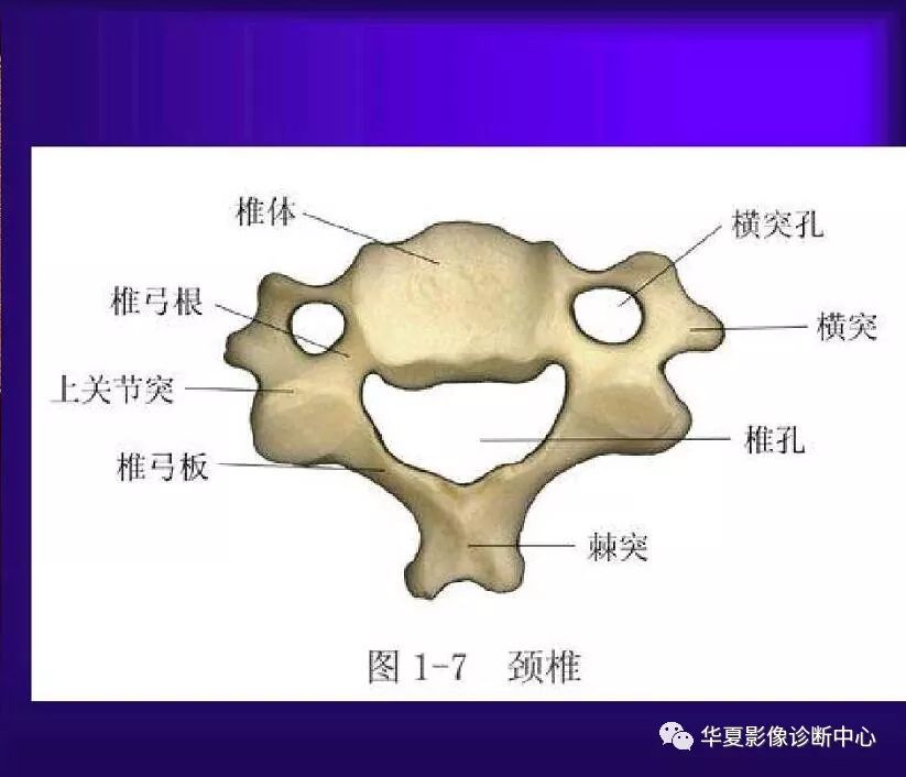 骨科医生必备超实用的骨解剖图