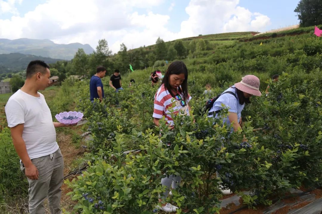 端午小长假:马树蓝莓种植基地迎来采摘游客